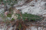 Pinewoods milkweed